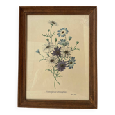 Framed botanical print