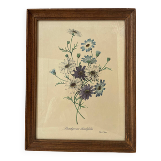 Framed botanical print