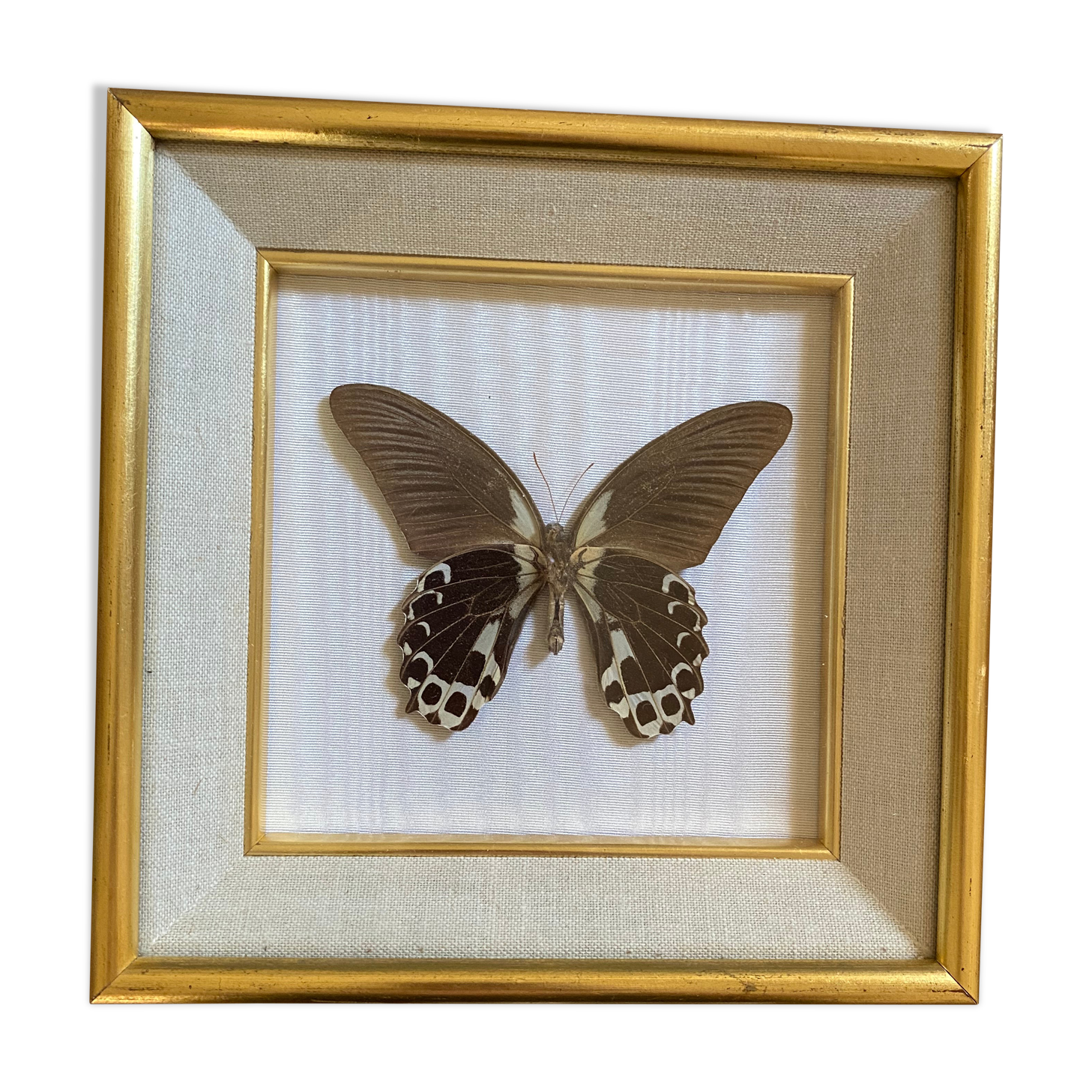 Naturalized butterfly frame, papilio rumanzovia Nelle Guinea.