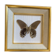 Naturalized butterfly frame, papilio rumanzovia Nelle Guinea.