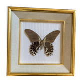 Naturalized butterfly frame, papilio rumanzovia Nelle Guinea.