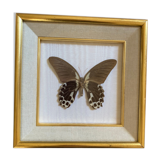 Naturalized butterfly frame, papilio rumanzovia Nelle Guinea.