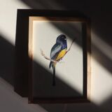 Trogon surrucua - A5