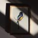 Trogon surrucua
