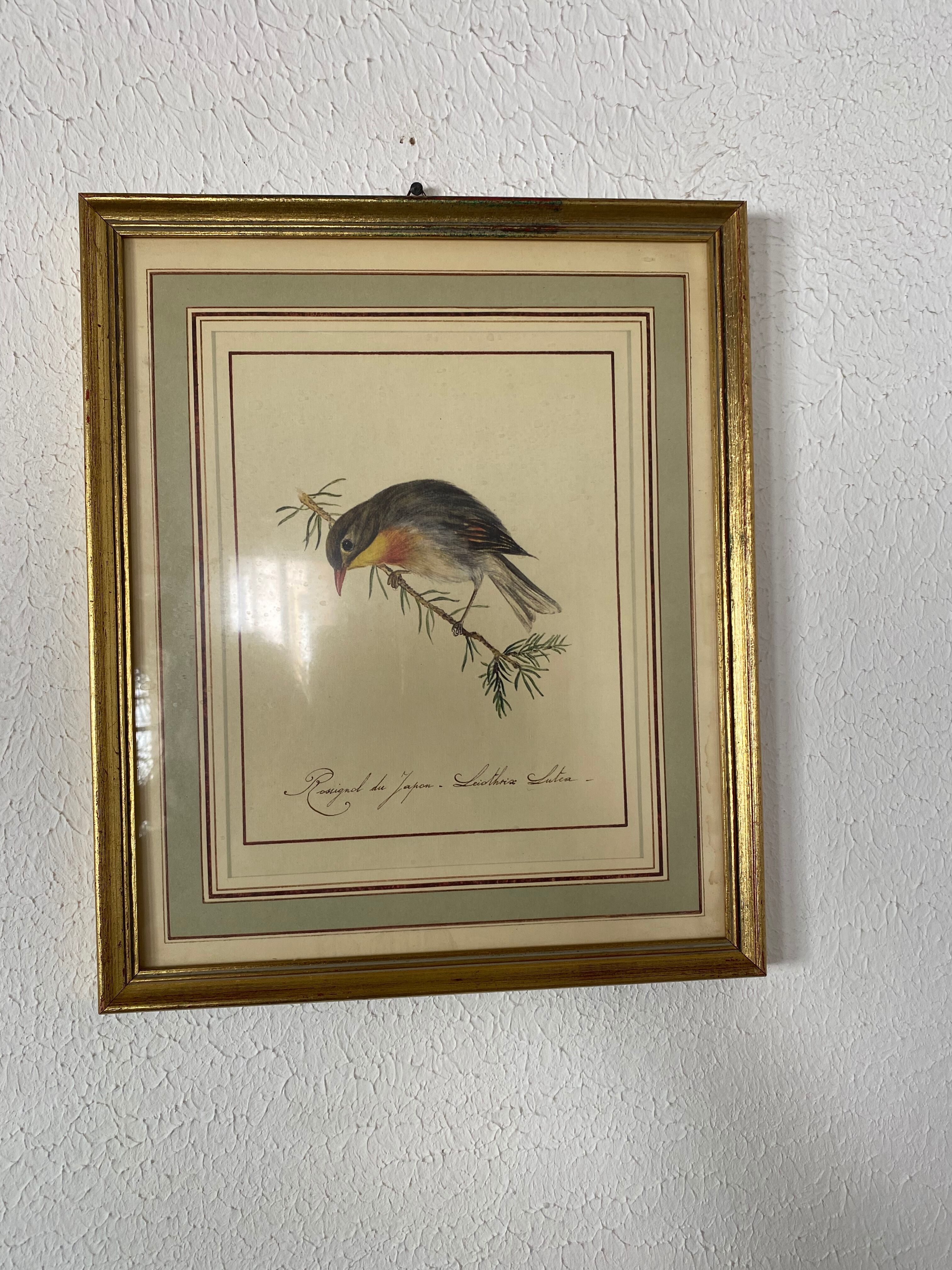 Lithographic frame Nightingale of Japan.