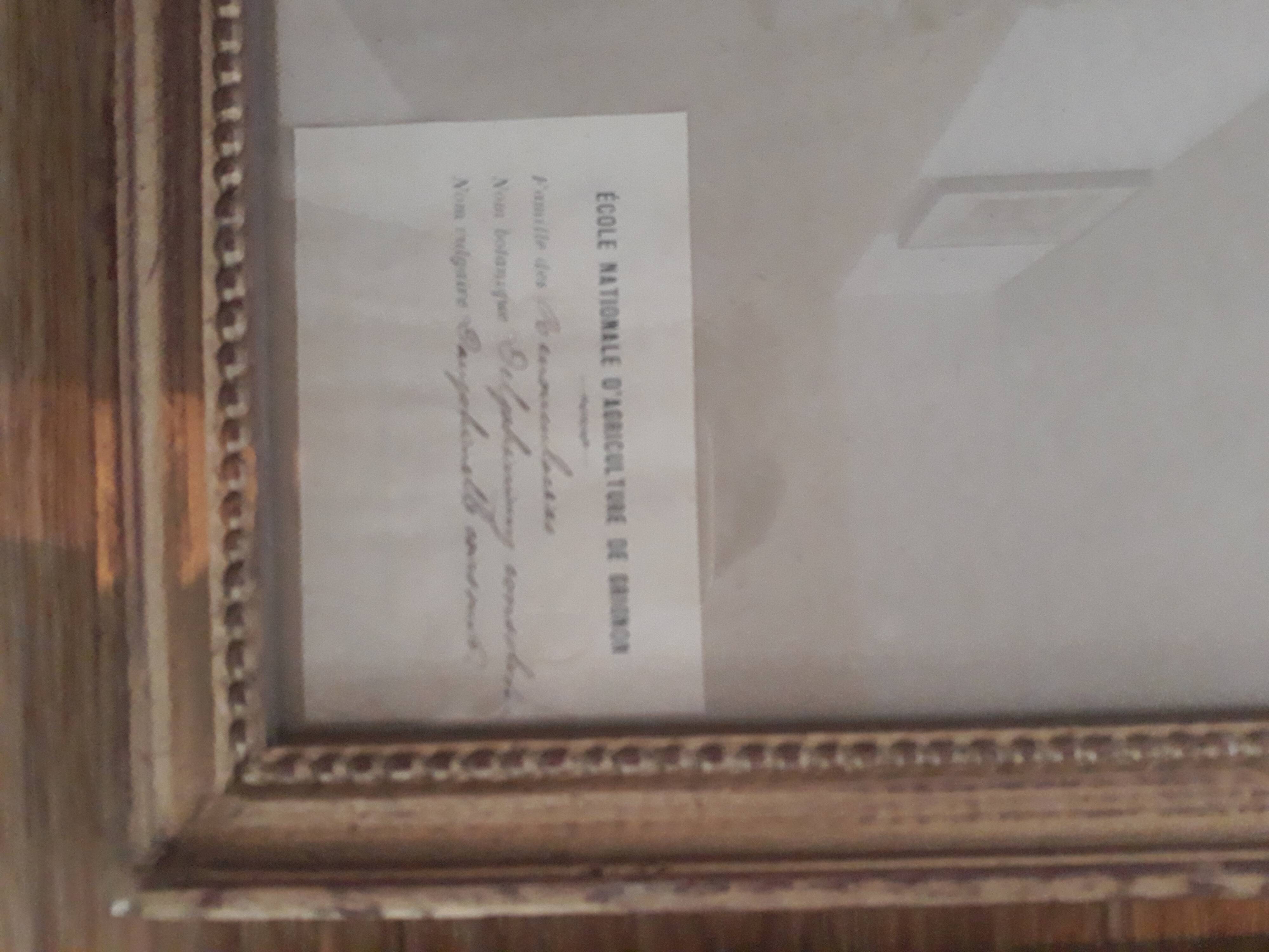 Series of 4 herbariums at the beginning of the century