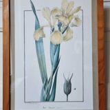 Iris botanical board