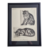 Illustrated plate, studies of felines by André Margat, 1930