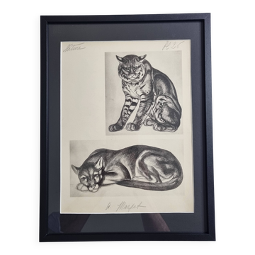 Illustrated plate, studies of felines by André Margat, 1930