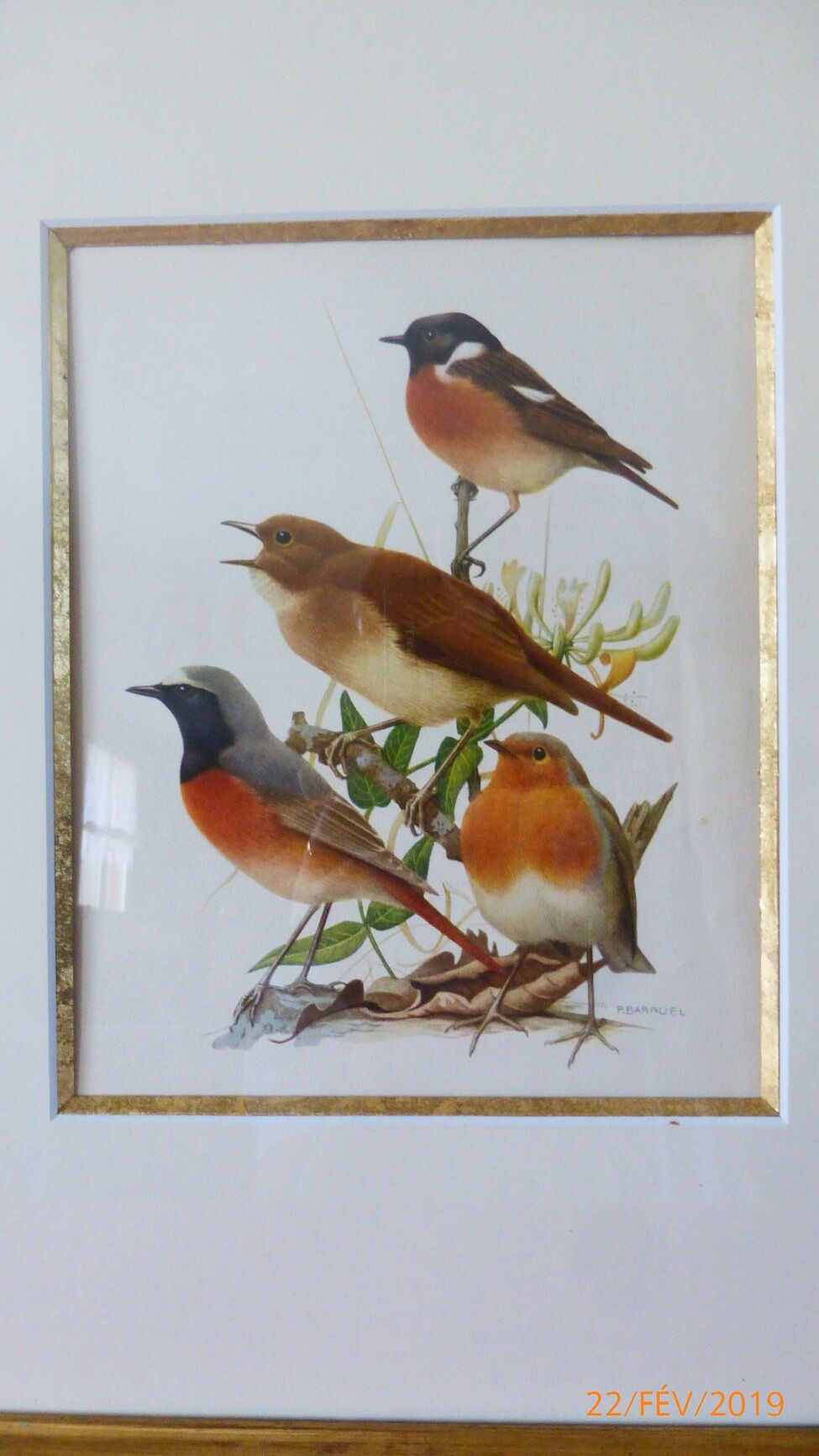 Birds - collection Hepatior N ° 2