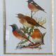 Birds - collection Hepatior N ° 2