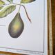 Imprimée en 1986, l'avocatier, planche botanique
