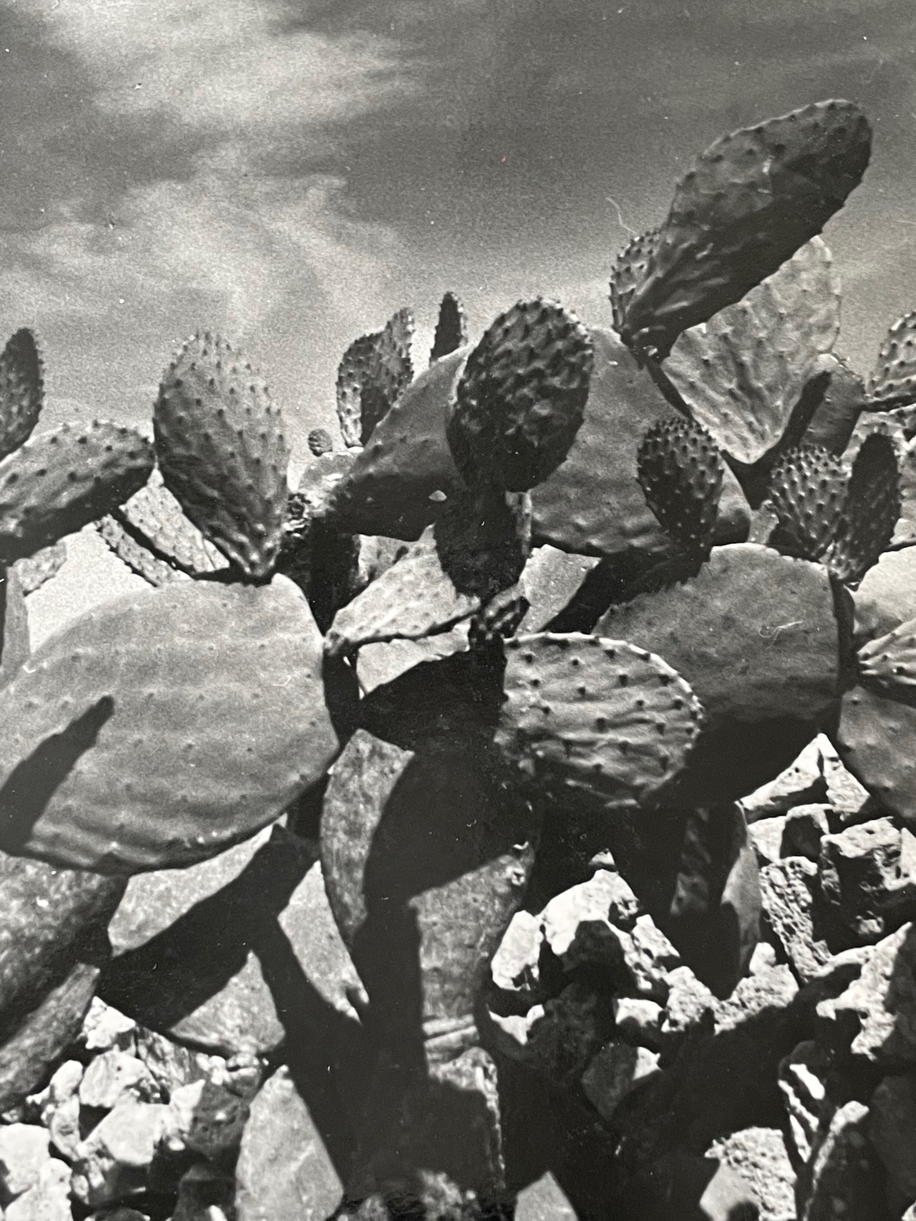 Old black and white silver photography early twentieth century