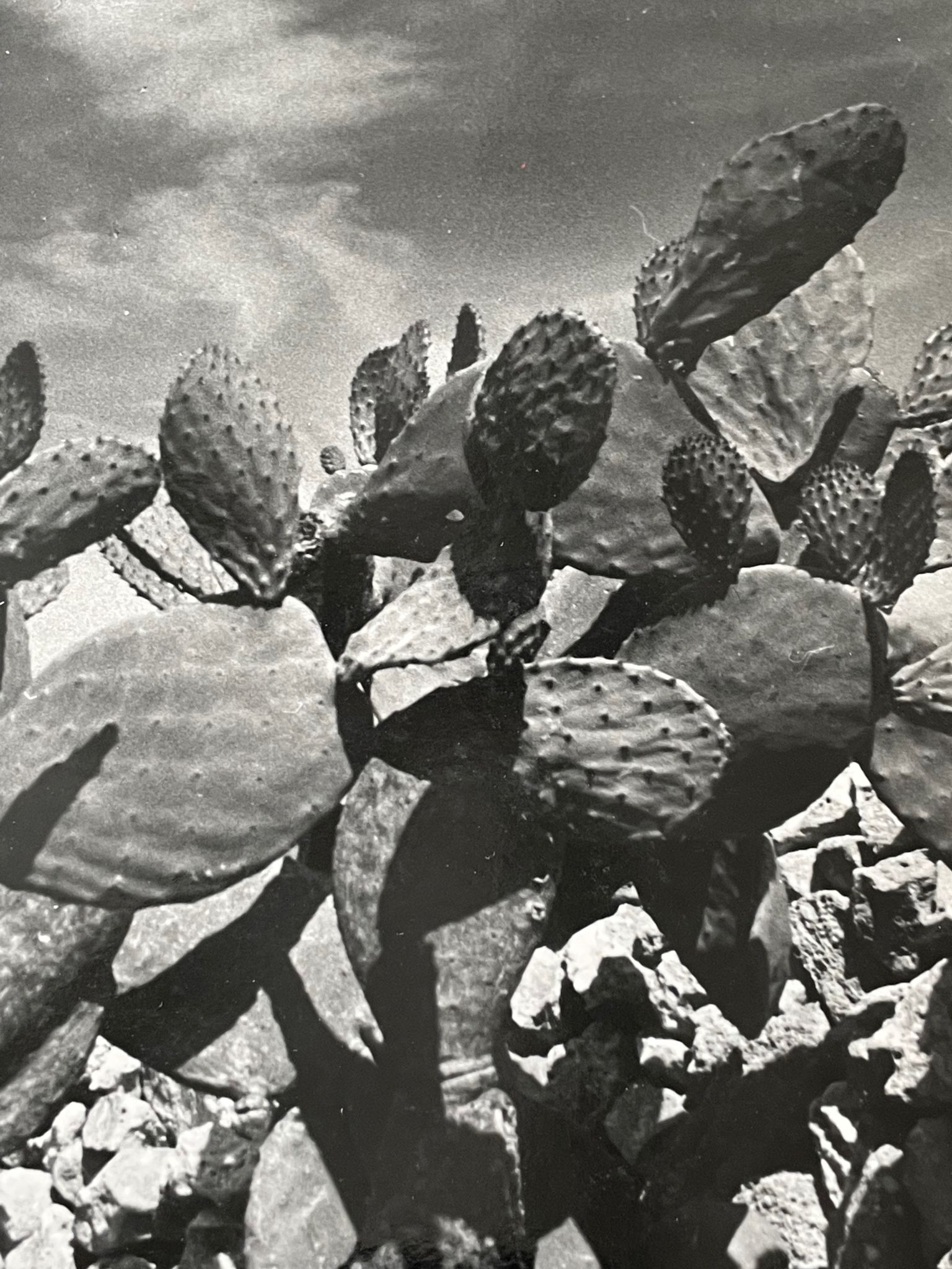 Photographie ancienne noir et blanc argentique début XXe