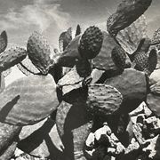 Photographie ancienne noir et blanc argentique début XXe