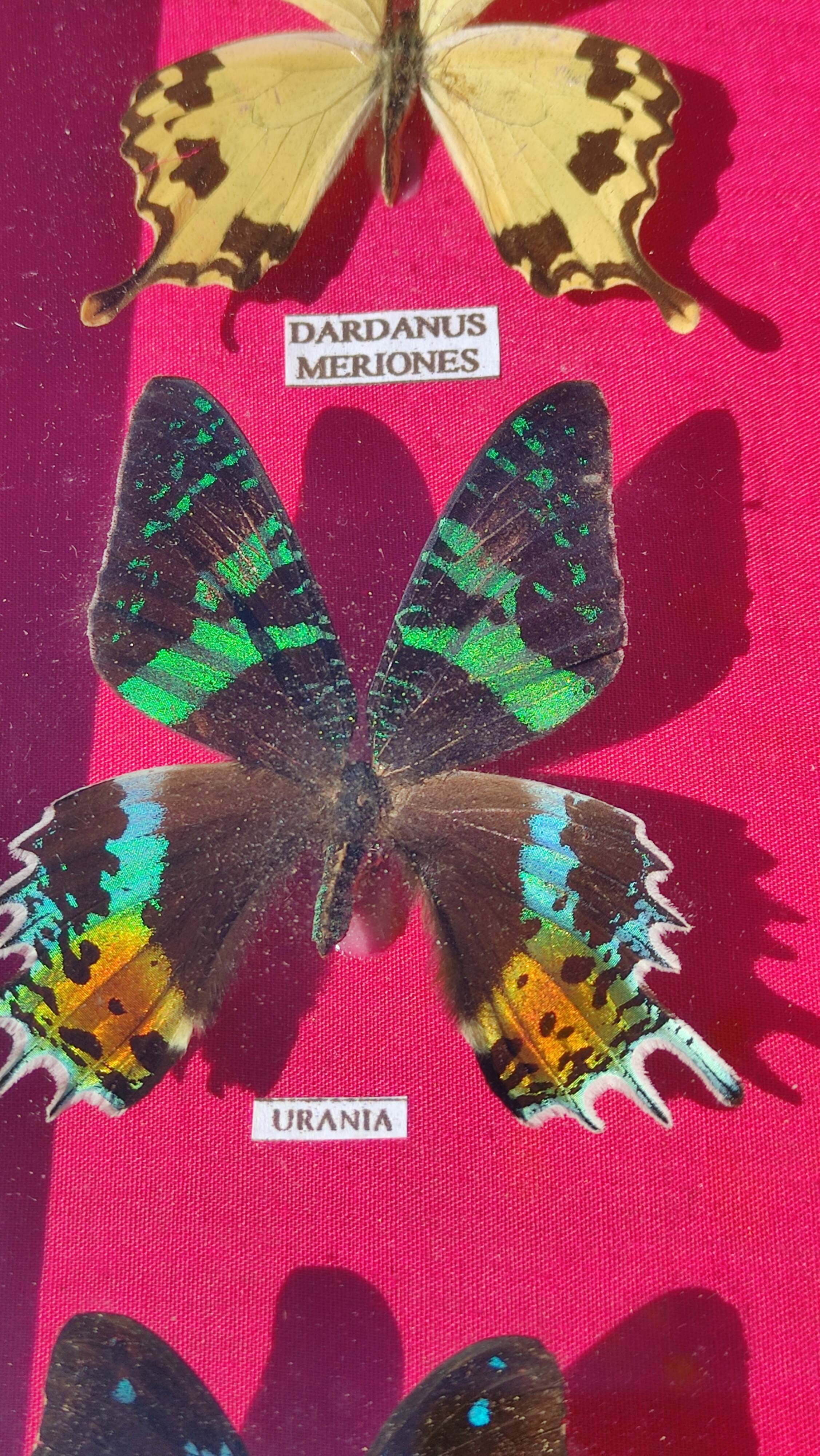 Vintage naturalized butterfly frame