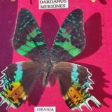 Vintage naturalized butterfly frame