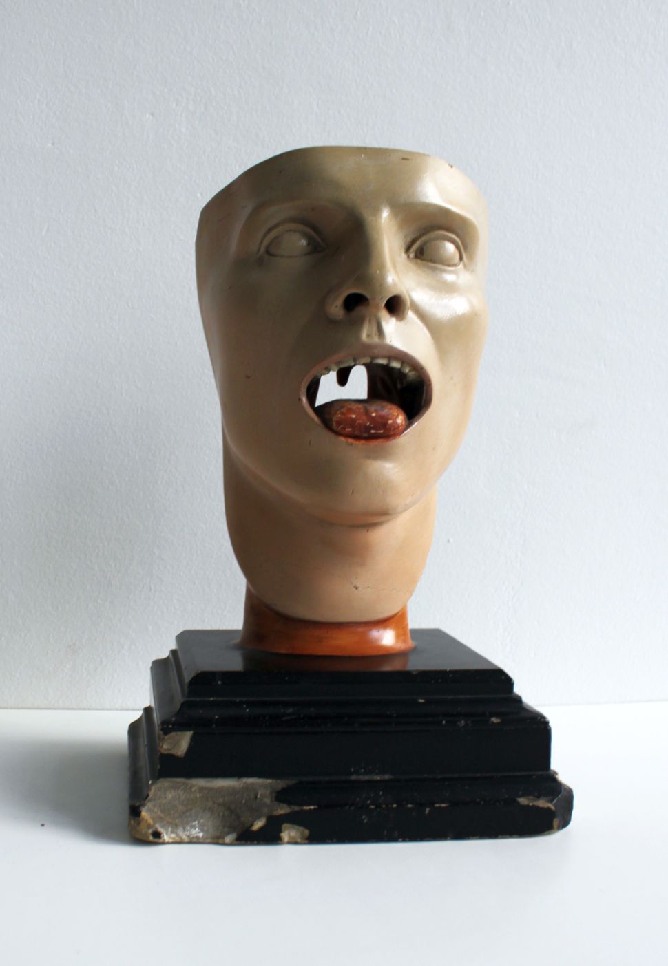 Anatomical model of human face, 30