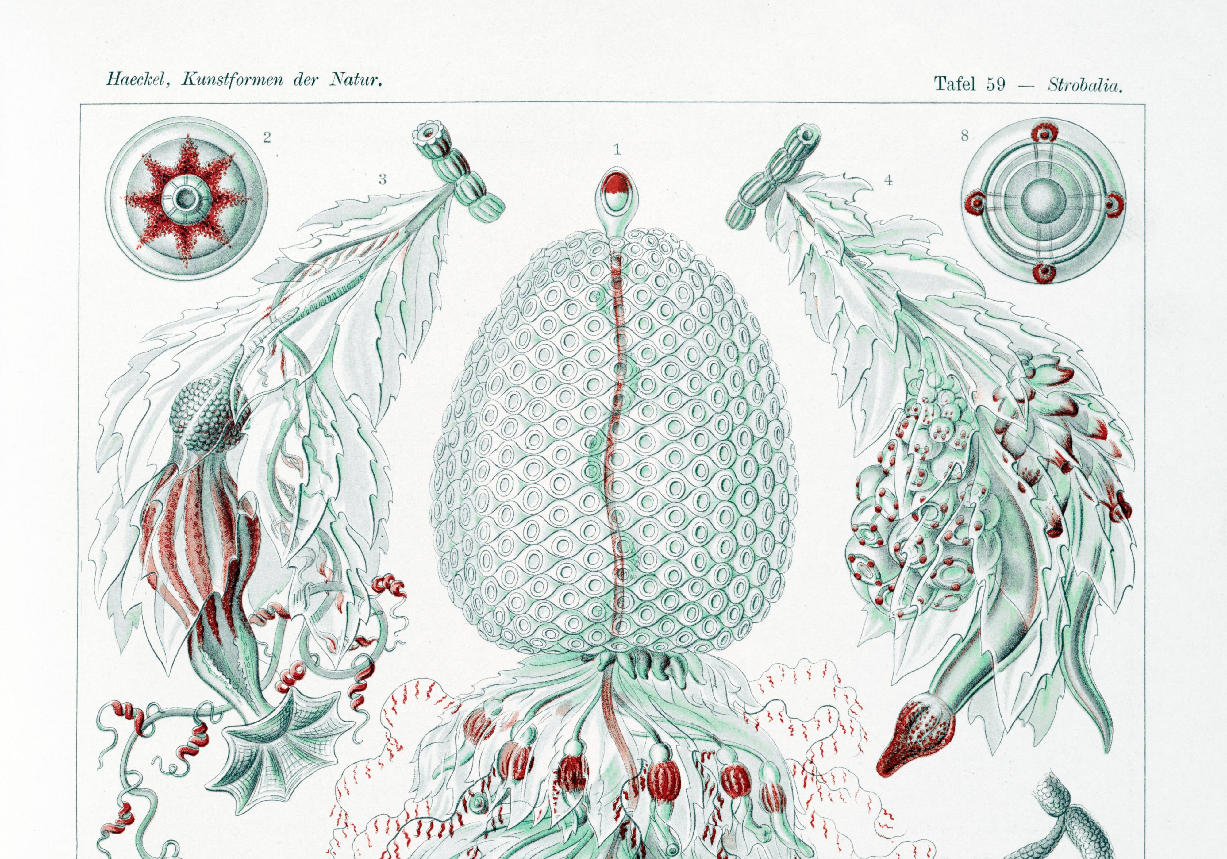 Poster about siphonophore plankton, based on an old lithograph