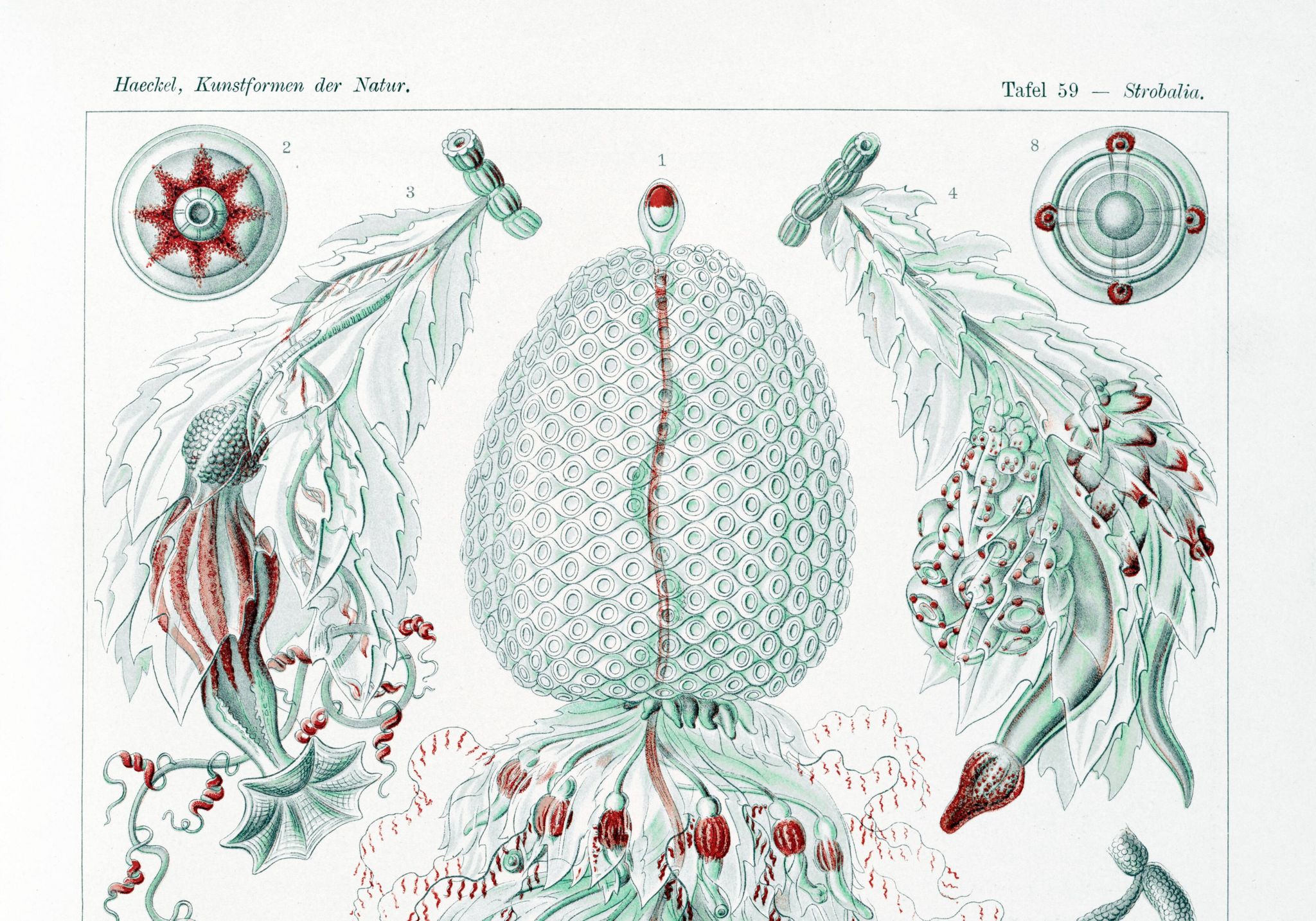 Affiche sur les planctons siphonophores, d’après une lithographie ancienne