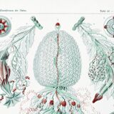 Poster about siphonophore plankton, based on an old lithograph