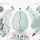Poster about siphonophore plankton, based on an old lithograph