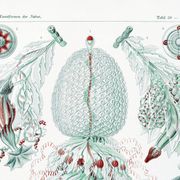 Affiche sur les planctons siphonophores, d’après une lithographie ancienne