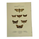 Botanical engraving butterflies double-sided naturalist plate Etching