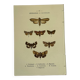 Botanical engraving butterflies double-sided naturalist plate Etching