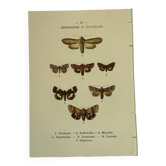 Gravure botanique papillons double face planche naturaliste Eau forte