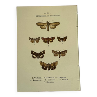 Gravure botanique papillons double face planche naturaliste Eau forte