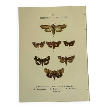 Botanical engraving butterflies double-sided naturalist plate Etching