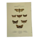 Botanical engraving butterflies double-sided naturalist plate Etching