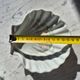 Paire de coquilles Saint-Jacques en porcelaine solognote – Coupelles