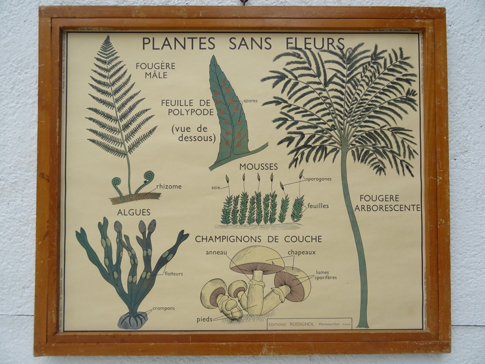 Set of 10 Rossignol posters on plants with frame