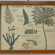 Set of 10 Rossignol posters on plants with frame