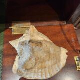 Strombidae Shell