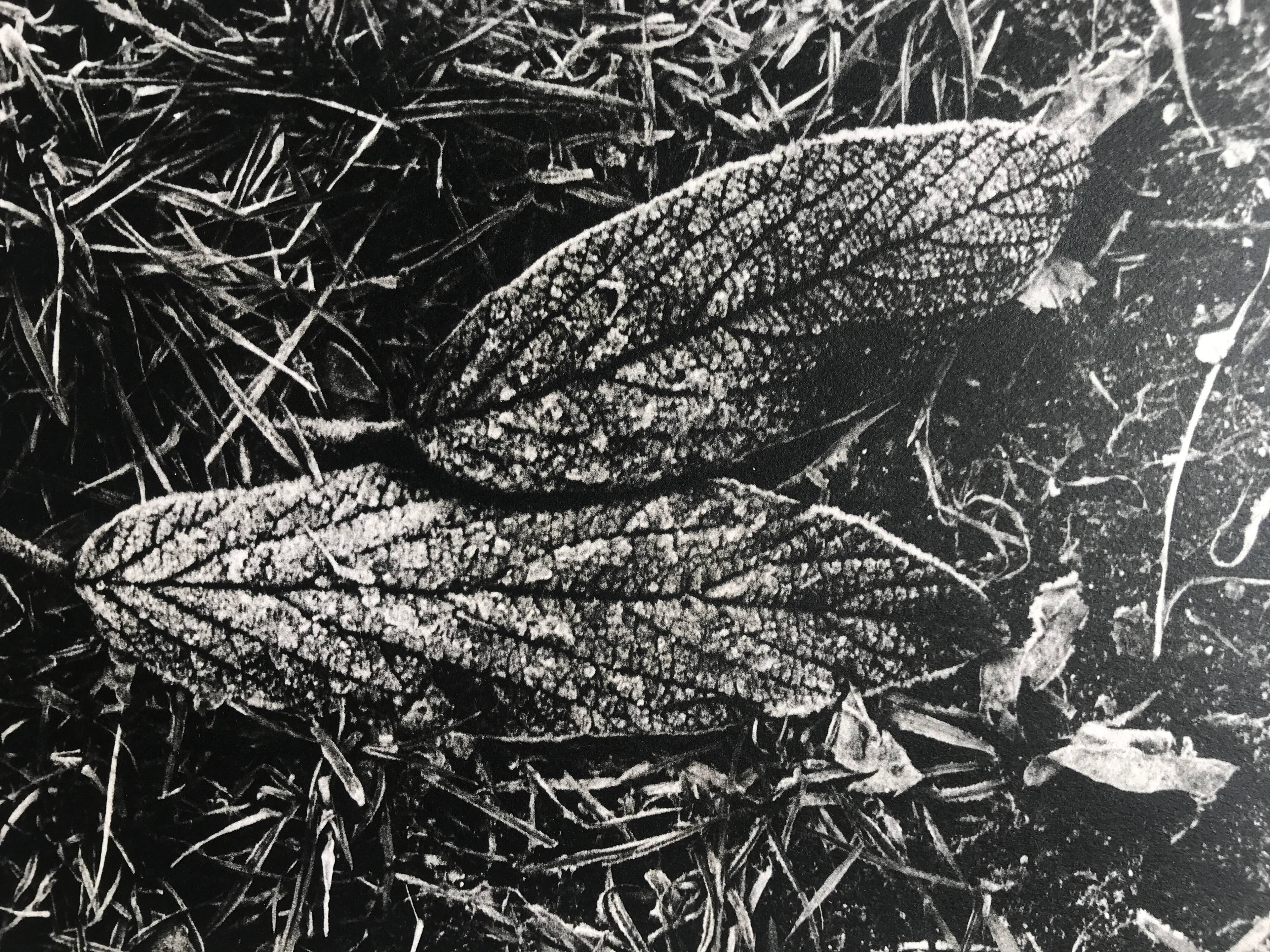 Rosine nusimovici, frost, 1980. black and white silver print signed on the back