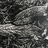 Rosine nusimovici, frost, 1980. black and white silver print signed on the back