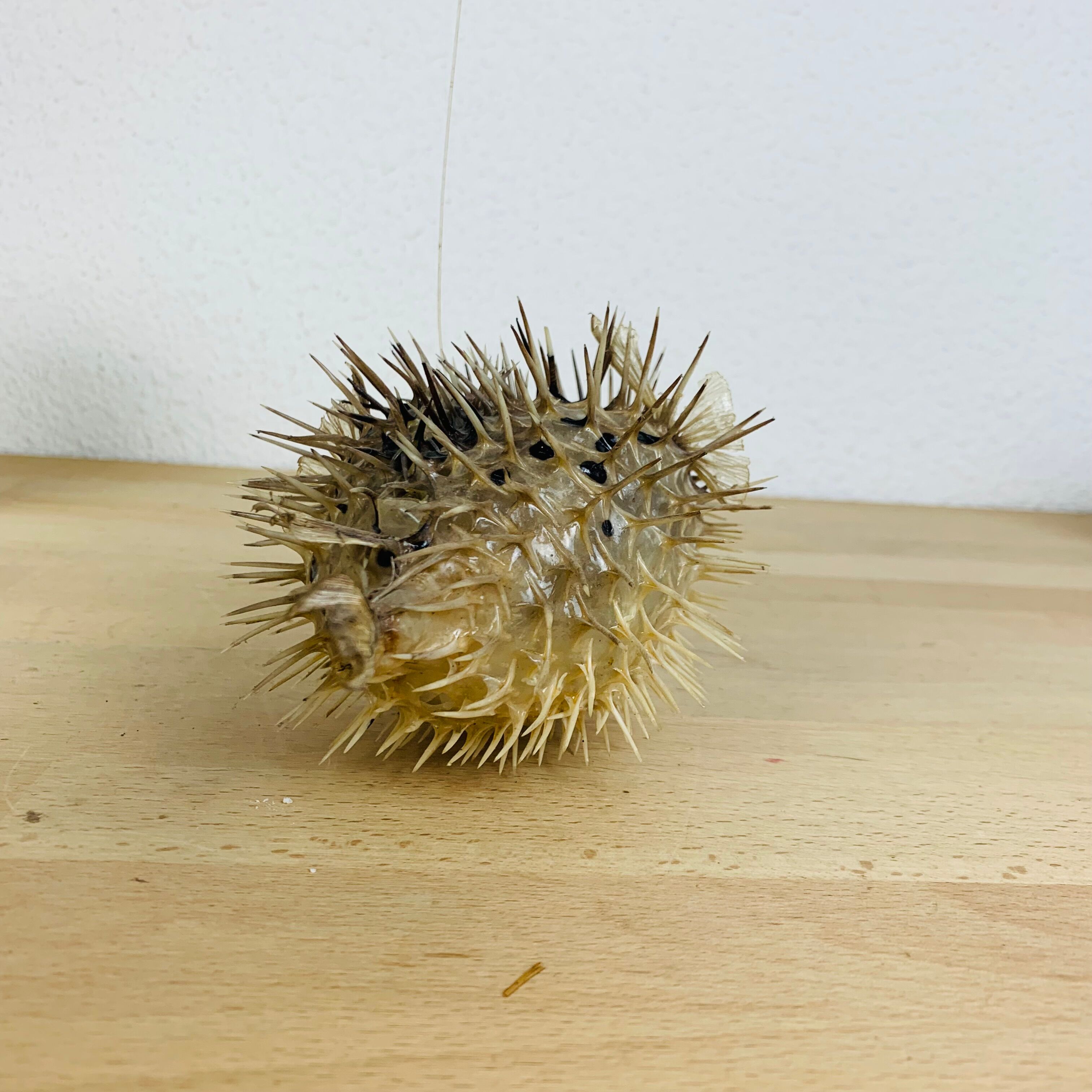 Naturalized diodon puffer fish object of curiosity
