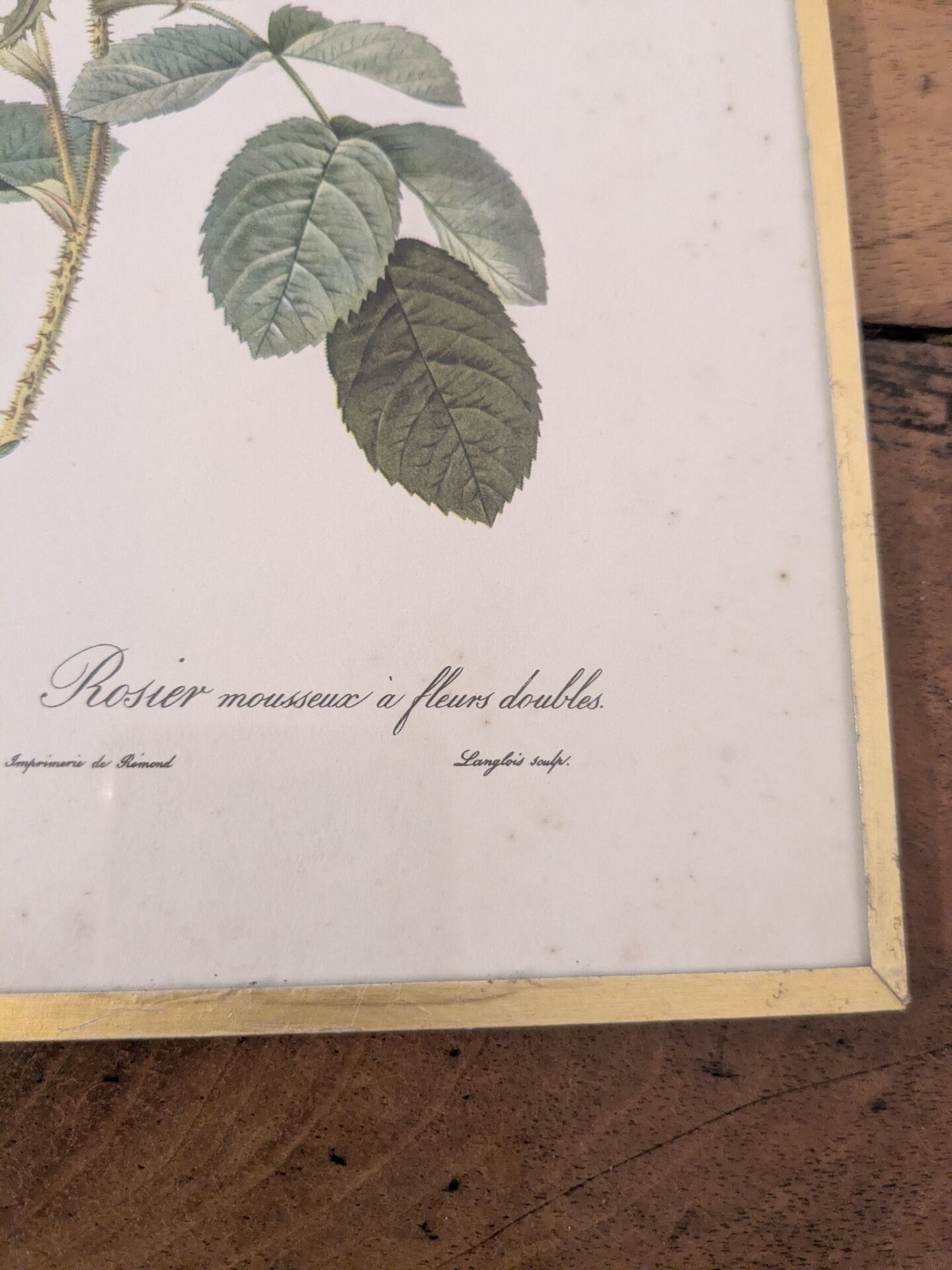 Framed lithograph of roses by P.J. Redouté