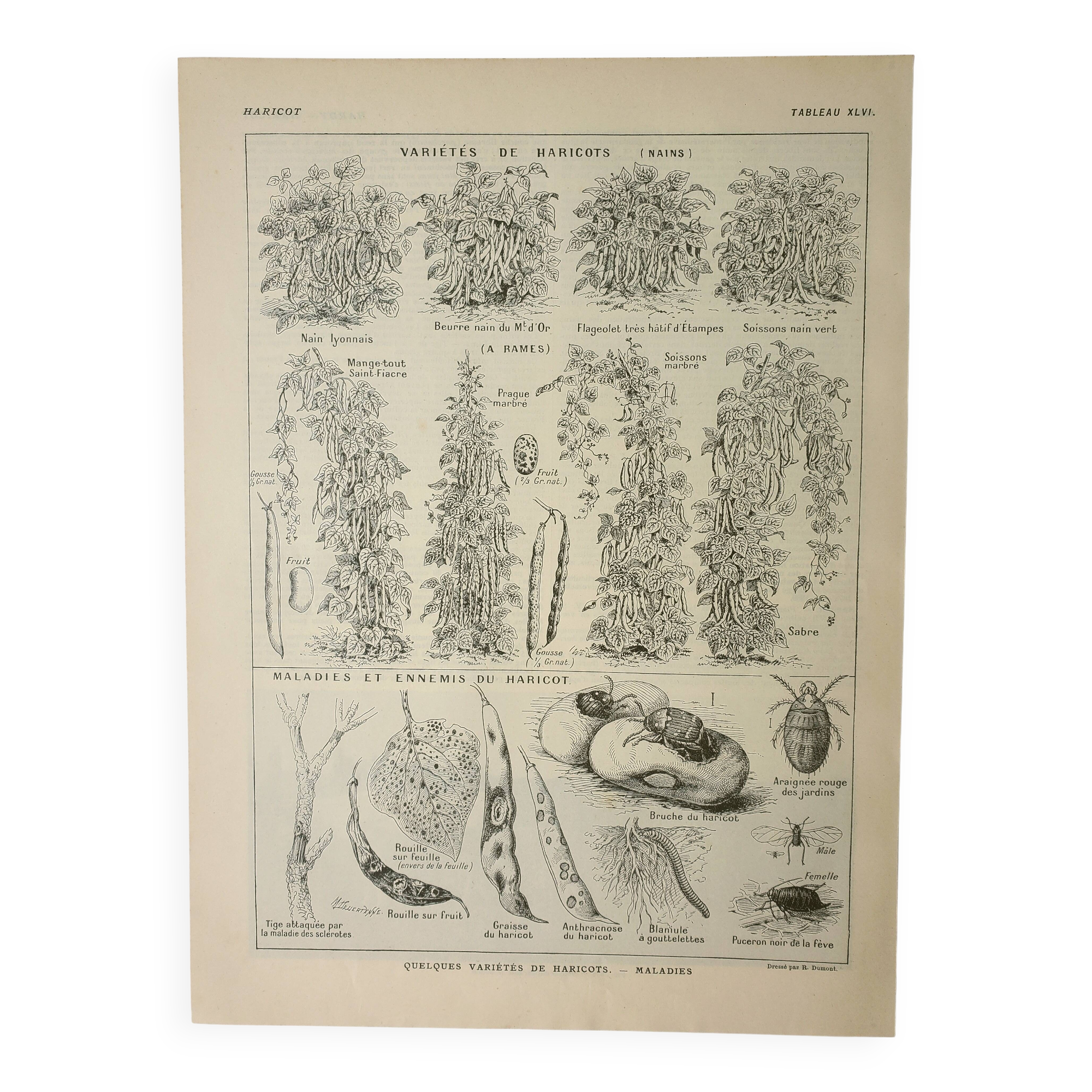 Old engraving 1922, Beans, varieties, soup, vegetables, farm • Lithograph, original illustration