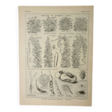 Old engraving 1922, Beans, varieties, soup, vegetables, farm • Lithograph, original illustration