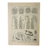 Gravure ancienne 1922, Haricots, variétés, potage, légumes, ferme • Lithographie, illustration origi