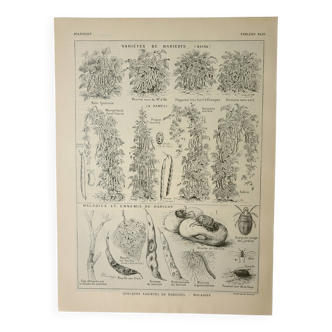 Gravure ancienne 1922, Haricots, variétés, potage, légumes, ferme • Lithographie, illustration origi