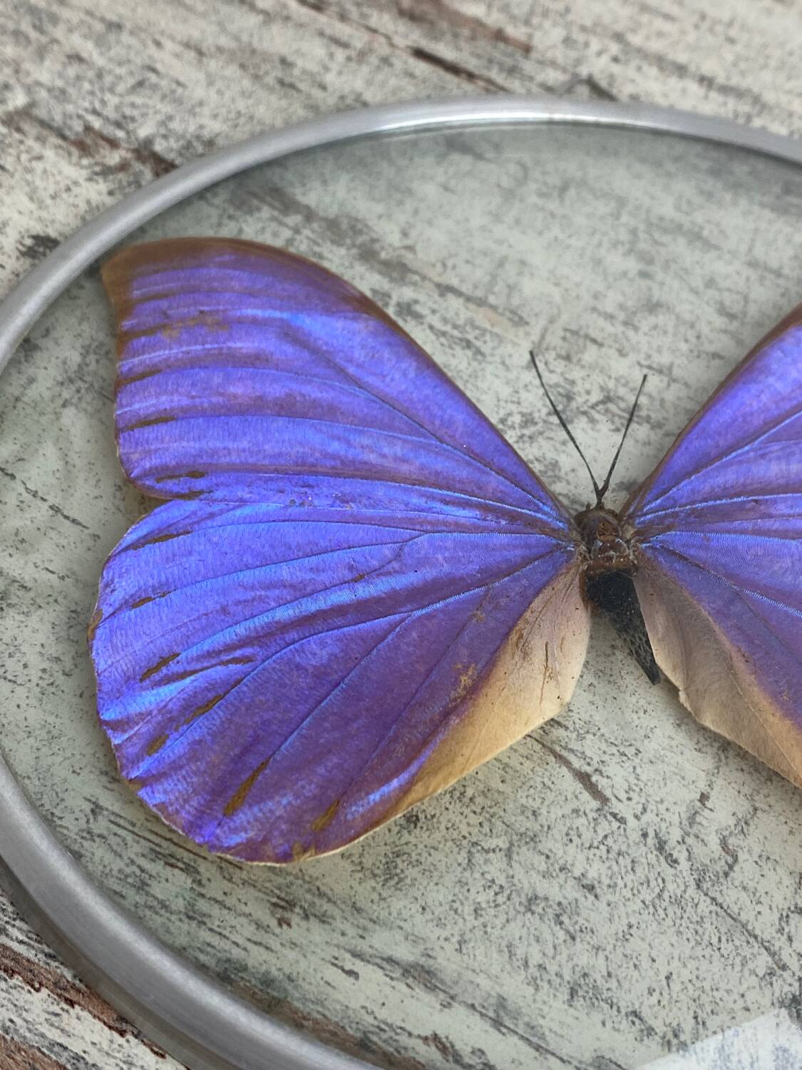 Naturalized morpho butterfly under curved glass