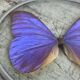 Naturalized morpho butterfly under curved glass