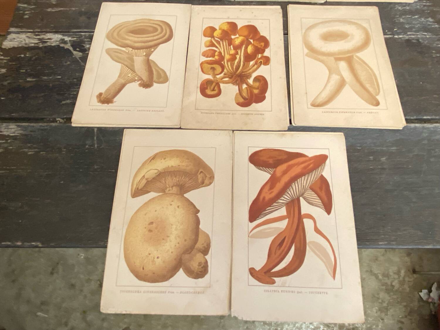 Series of 27 plates h. baillon iconography flora mushrooms vintage