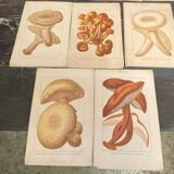 Series of 27 plates h. baillon iconography flora mushrooms vintage