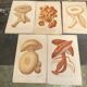 Series of 27 plates h. baillon iconography flora mushrooms vintage